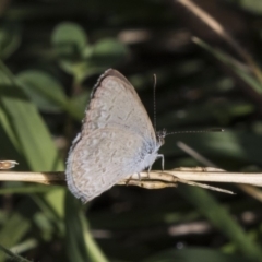 Zizina otis (Common Grass-Blue) at Fyshwick, ACT - 6 Feb 2019 by AlisonMilton