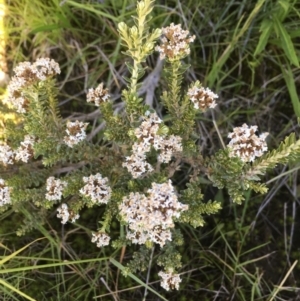 Ozothamnus alpinus at Kosciuszko National Park, NSW - 10 Feb 2019