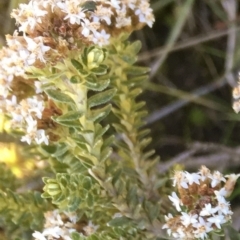 Ozothamnus alpinus at Kosciuszko National Park, NSW - suppressed