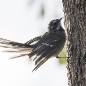 Rhipidura albiscapa at Fyshwick, ACT - 6 Feb 2019