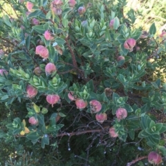 Pimelea ligustrina subsp. ciliata at Kosciuszko National Park, NSW - 10 Feb 2019 05:21 PM