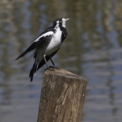 Grallina cyanoleuca at Fyshwick, ACT - 6 Feb 2019