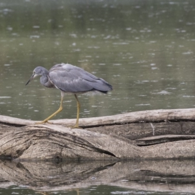 Egretta novaehollandiae (White-faced Heron) at Fyshwick, ACT - 6 Feb 2019 by Alison Milton