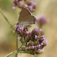 Jalmenus icilius (Amethyst Hairstreak) at Greenway, ACT - 18 Feb 2019 by RodDeb