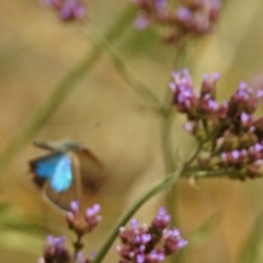 Jalmenus icilius at Greenway, ACT - 18 Feb 2019