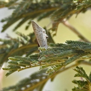 Jalmenus icilius at Greenway, ACT - 18 Feb 2019