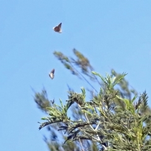 Jalmenus icilius at Greenway, ACT - 18 Feb 2019 01:13 PM