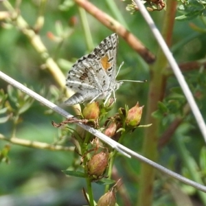 Lucia limbaria at Greenway, ACT - 18 Feb 2019 01:05 PM