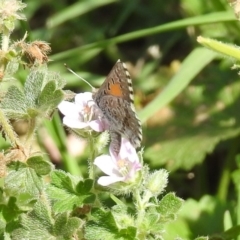 Lucia limbaria at Greenway, ACT - 18 Feb 2019 01:05 PM