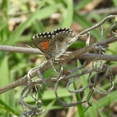 Lucia limbaria at Greenway, ACT - 18 Feb 2019 01:05 PM