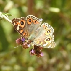 Junonia villida at Greenway, ACT - 18 Feb 2019 12:02 PM