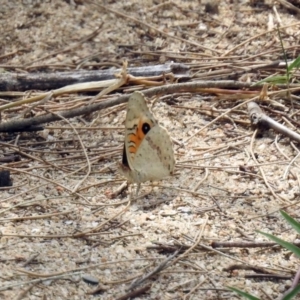 Junonia villida at Greenway, ACT - 18 Feb 2019