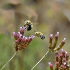 Amegilla (Zonamegilla) asserta (Blue Banded Bee) at Greenway, ACT - 18 Feb 2019 by RodDeb