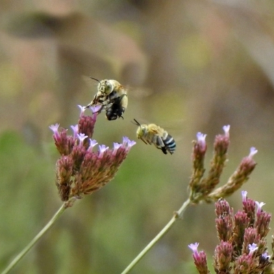 Amegilla (Zonamegilla) asserta (Blue Banded Bee) at Greenway, ACT - 18 Feb 2019 by RodDeb