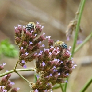 Amegilla (Zonamegilla) asserta at Greenway, ACT - 18 Feb 2019 12:28 PM