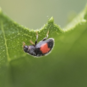 Diomus notescens at Higgins, ACT - 4 Feb 2019