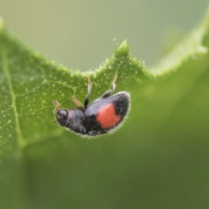 Diomus notescens at Higgins, ACT - 4 Feb 2019 12:32 PM