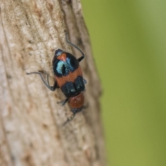 Dicranolaius bellulus (Red and Blue Pollen Beetle) at Higgins, ACT - 4 Feb 2019 by Alison Milton