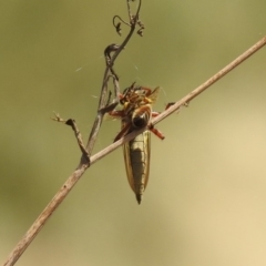 Colepia ingloria at Greenway, ACT - 18 Feb 2019 12:08 PM