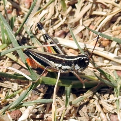Macrotona australis (Common Macrotona Grasshopper) at Greenway, ACT - 18 Feb 2019 by RodDeb