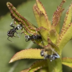Iridomyrmex sp. (genus) (Ant) at Higgins, ACT - 4 Feb 2019 by AlisonMilton