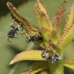 Iridomyrmex sp. (genus) at Higgins, ACT - 4 Feb 2019