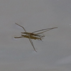 Aquarius antigone (Water strider, pond skater) at Greenway, ACT - 18 Feb 2019 by RodDeb