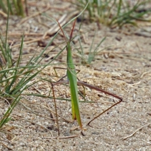 Acrida conica at Greenway, ACT - 18 Feb 2019 12:47 PM