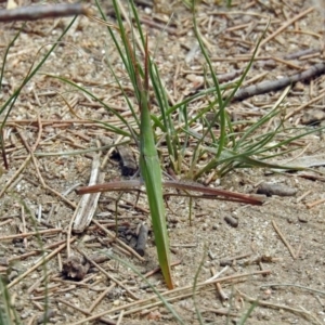 Acrida conica at Greenway, ACT - 18 Feb 2019 12:47 PM