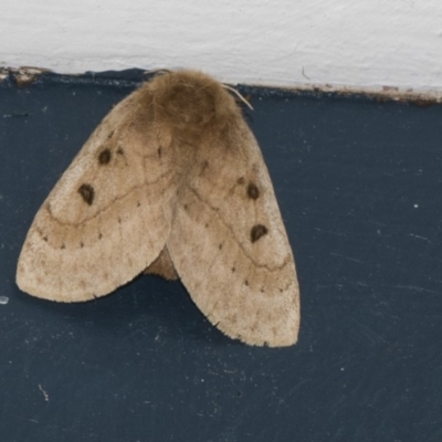 Anthela ocellata (Eyespot Anthelid moth) at Higgins, ACT - 4 Feb 2019 by AlisonMilton