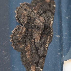 Pholodes sinistraria at Higgins, ACT - 3 Feb 2019 12:33 AM