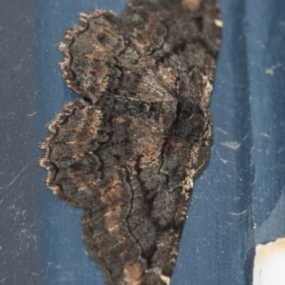 Pholodes sinistraria (Sinister or Frilled Bark Moth) at Higgins, ACT - 2 Feb 2019 by Alison Milton