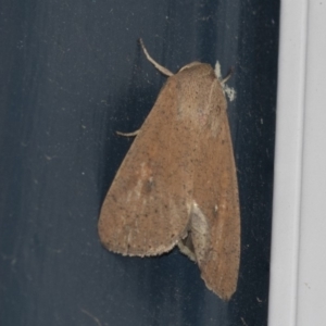 Mythimna (Pseudaletia) convecta at Higgins, ACT - 28 Jan 2019