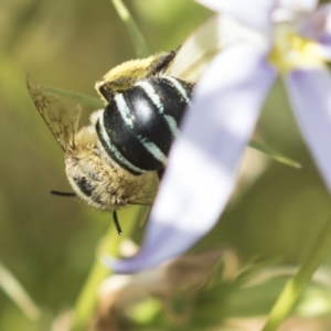 Amegilla (Zonamegilla) asserta at Higgins, ACT - 26 Jan 2019 09:24 AM