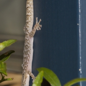 Christinus marmoratus at Higgins, ACT - 14 Jan 2019