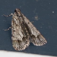 Spectrotrota fimbrialis (A Pyralid moth) at Higgins, ACT - 12 Jan 2019 by Alison Milton