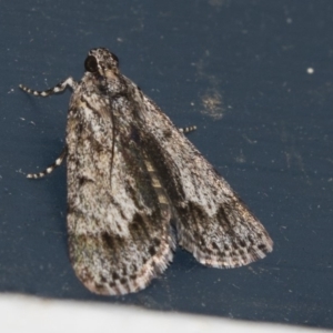 Spectrotrota fimbrialis at Higgins, ACT - 12 Jan 2019 09:54 PM