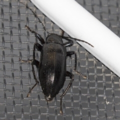 Metistete pimeloides (Comb-clawed beetle) at Higgins, ACT - 12 Jan 2019 by AlisonMilton