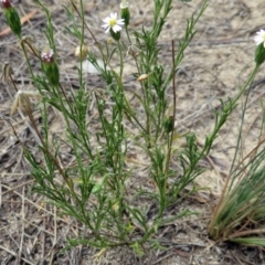 Vittadinia muelleri (Narrow-leafed New Holland Daisy) at Greenway, ACT - 18 Feb 2019 by RodDeb