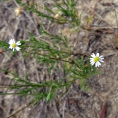 Vittadinia muelleri at Greenway, ACT - 18 Feb 2019 12:46 PM