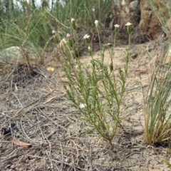 Vittadinia muelleri at Greenway, ACT - 18 Feb 2019