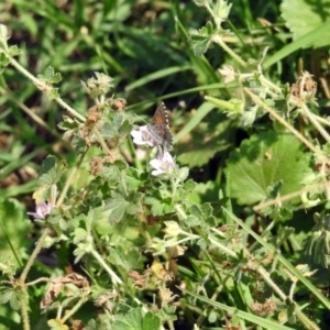 Geranium solanderi var. solanderi at Greenway, ACT - 18 Feb 2019 01:06 PM