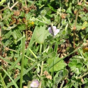 Geranium solanderi var. solanderi at Greenway, ACT - 18 Feb 2019 01:06 PM