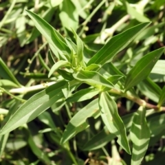 Saponaria officinalis at Greenway, ACT - 18 Feb 2019 12:21 PM