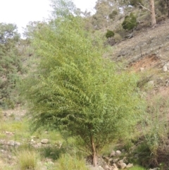 Salix sp. (A Willow) at Banks, ACT - 16 Feb 2019 by MichaelBedingfield