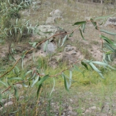 Salix matsudana (Tortured Willow) at Rob Roy Range - 16 Feb 2019 by MichaelBedingfield