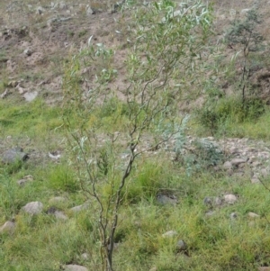 Salix matsudana at Banks, ACT - 16 Feb 2019 06:13 PM