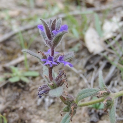 Ajuga australis (Austral Bugle) at Conder, ACT - 12 Jan 2019 by MichaelBedingfield