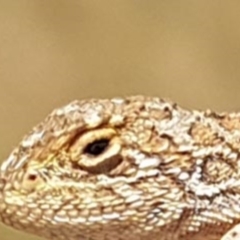 Tympanocryptis lineata (Canberra Grassland Earless Dragon, Lined Earless Dragon) by jamiebarney