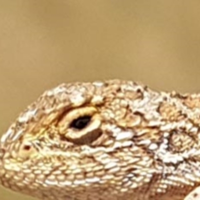 Tympanocryptis lineata (Canberra Grassland Earless Dragon, Lined Earless Dragon) at Symonston, ACT - 18 Feb 2019 by jamie.barney